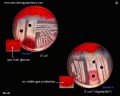 e.coli lactose negative